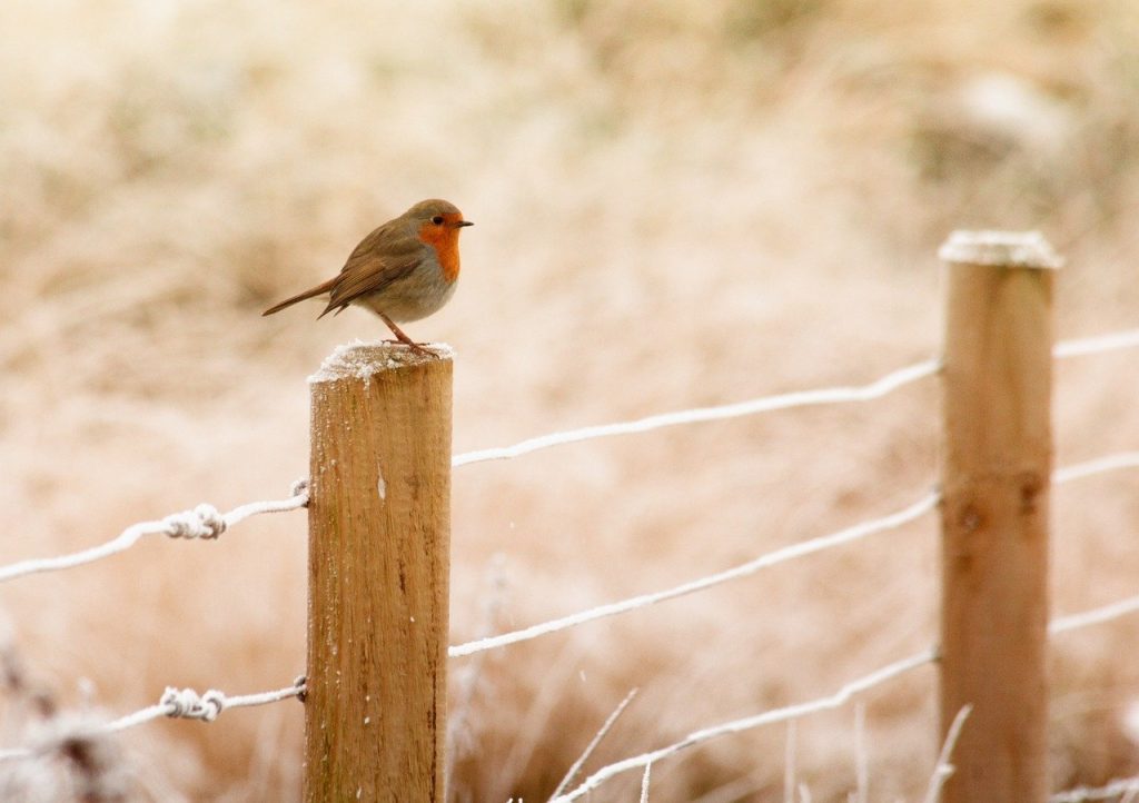 robin sat on a fence post